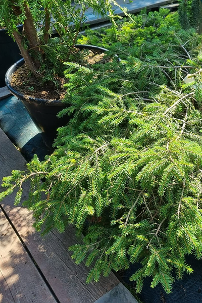 Ель обыкновенная Procumbens