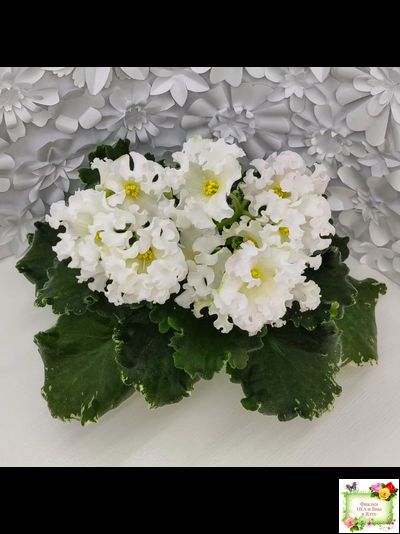 Dn-Macabeo (Д. Денисенко) 2019 г. (укоренённый лист)