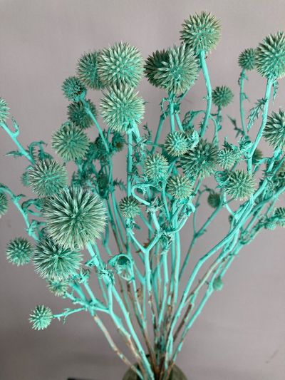 Мордовник тиффани