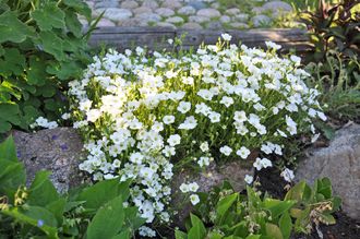 Аренария (Песчанка) горная Близзард (Arenaria blizzard), ЗКС