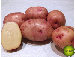 КАРТОФЕЛЬ СЕМЕННОЙ СУПЕР ЭЛИТА "ЖУКОВСКИЙ РАННИЙ" (НЕПРИХОТЛИВЫЙ, ОЧЕНЬ РАННИЙ) 2 кг в наличии с 20.02 по 15.03