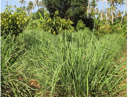 Lemongrass schoenanthus Essential Oil (Cymbopogon schoenanthus)