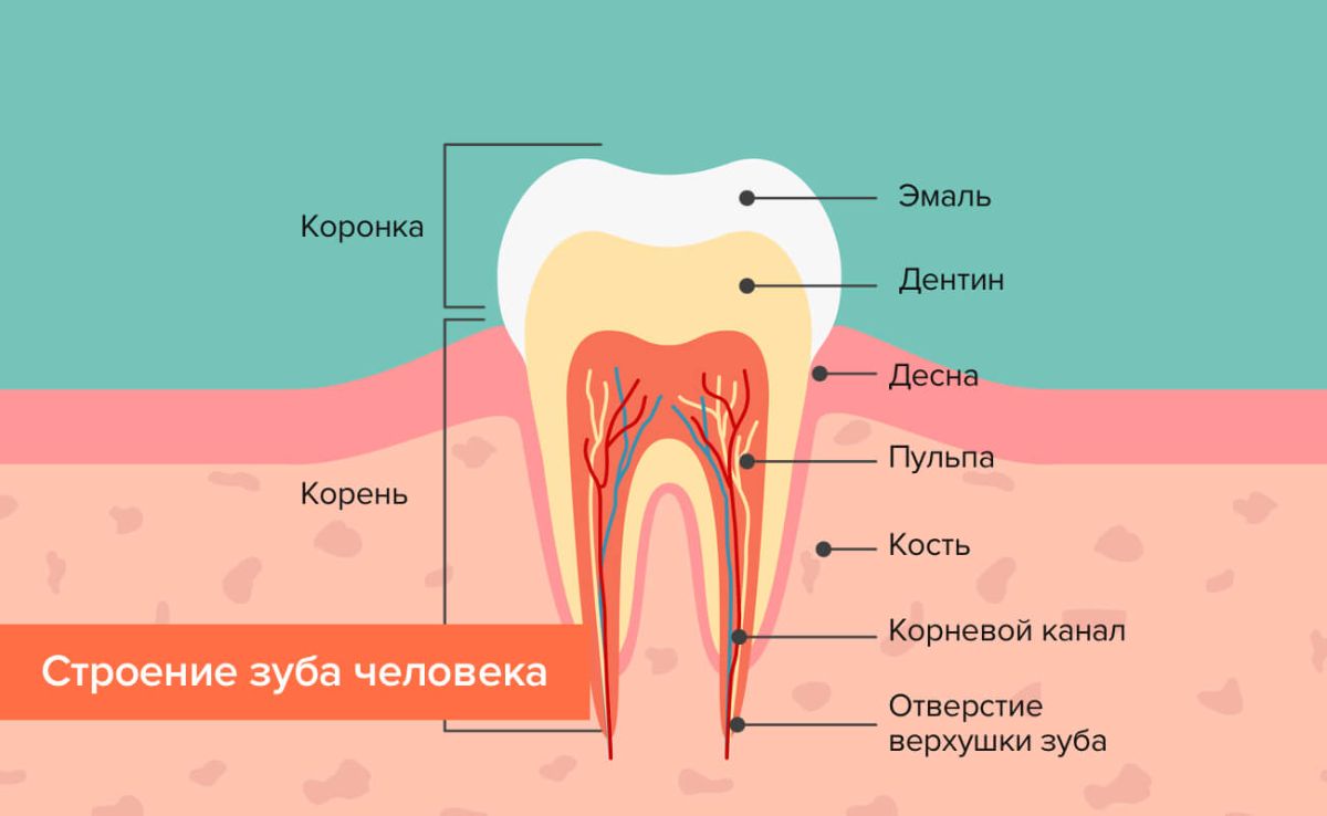 Корни в зубах схема