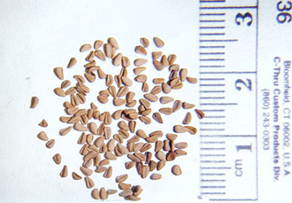 Семена Sarracenia MIX