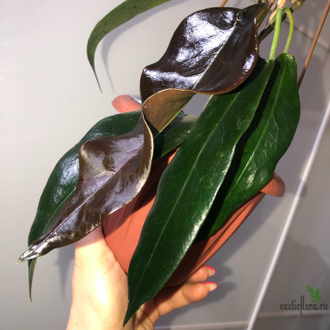 Hoya cv. Kaimuki