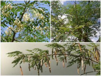 МОРИНГА (Moringa oleifera) 30 мл нерафинированное