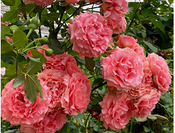 Коралл желе ( Corail gelee), шраб. Kawamoto Junko.