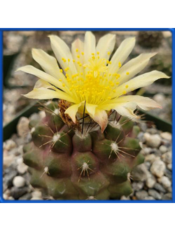Copiapoa humilis KH 1058