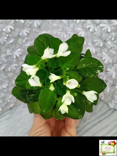 Н-Каламбур (Н. Бердикова) 2016 трейлер