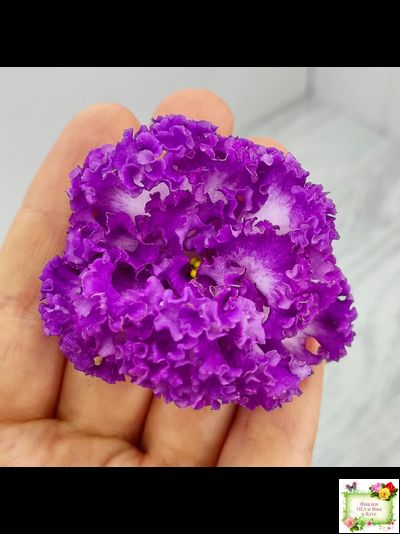 ПТ-Принцесса Ясмин (Т. Пугачева) 2019 г.