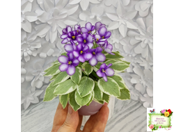 Rob's Lucky Penny (R.Robinson) (05/31/1997) листовая химера (пасынок сорт укоренённый)