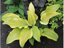Хоста See No Evil