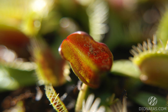 Dionaea muscipula Fondue