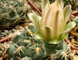 Gymnocalycium marsoneri VG 635