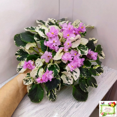 Cherokee Trail (L. Ray) трейлер (пасынок сорт посажен 06.10.25)