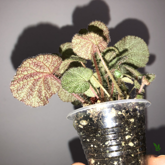 Begonia ningmingensis var. bella