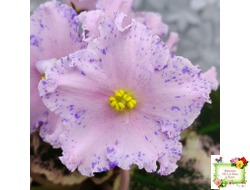 НД-Хоровод  (Н.Данилова-Суворова) 2021 г.