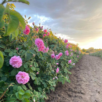 Роза Дамасцена (Rosa damascena), Турция 1 г - 100% натуральное эфирное масло