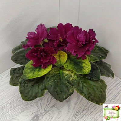 ЕК-Жара (Е. Коршунова) 2018 г.