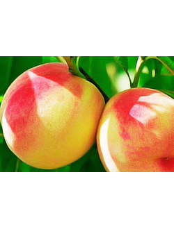 Персик Белый лебедь (средний)