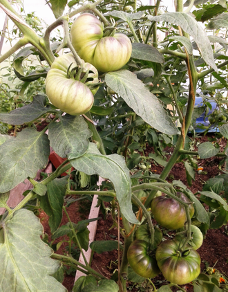 Семена томата Бузэу