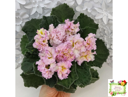 РМ-Яринка (Н. Скорнякова) 2021 г.