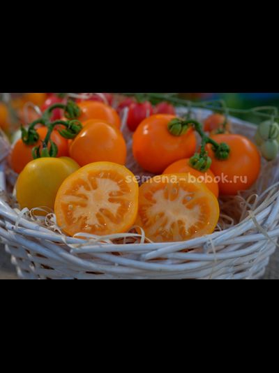 Томат Dwarf Orange Tree (Гном Апельсиновое дерево), 10 шт