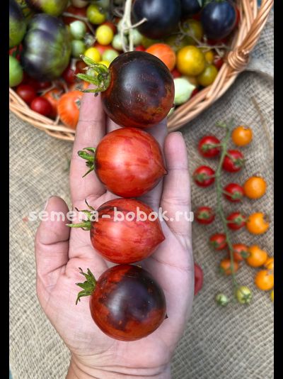 Томат Dwarf Shadow Boxing (Гном Бой с тенью), 10 шт