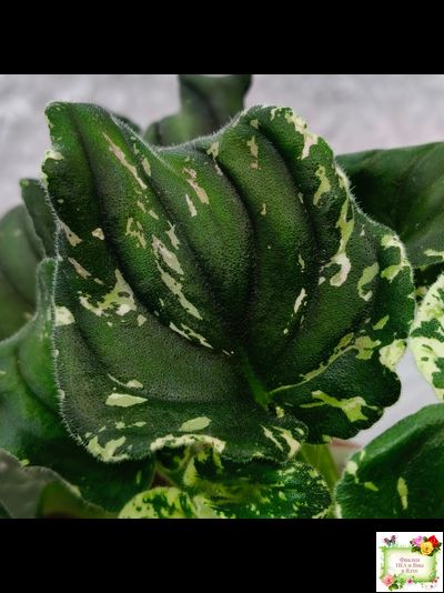 LV-Девятый Вал (Л. Шевелева) 2024 г. трейлер (пестролистный клакамас)