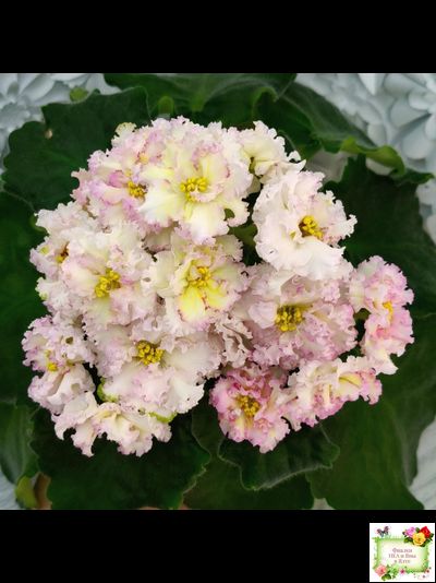 ЛЕ-Злато Скифов (Е. Лебецкая) 2015 г.