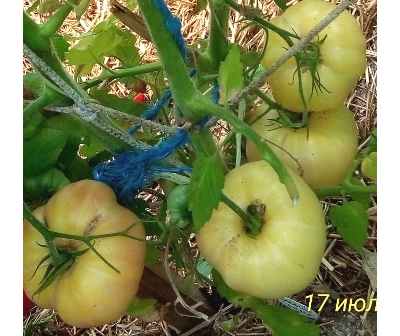 Томат Белый томесол (White Tomasol)