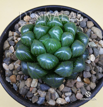 Хавортия Купера Трунката - Haworthia cooperi Truncata