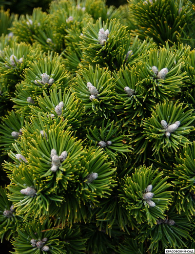 Сосна Шервуд Компакт - Sherwood Compact