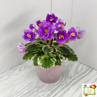 Sky Jems (Johnson) (лист посажен 29.01.26)