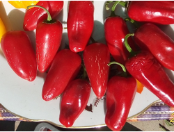 Перец острый Халапеньо ранний (Jalapeno Early)