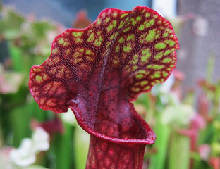Семена хищных растений, Семена Sarracenia, Саррацения семена купить в ...