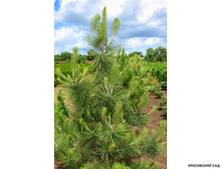 Сосна Джеффри - Pinus Jeffreyi