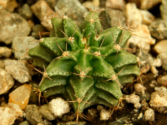 Gymnocalycium mihanovichii GN 1092 (D=25-30 mm)
