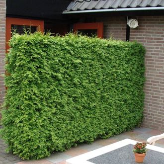 Туя западная Брабант (Thuja occidentalis Brabant) (80-100)