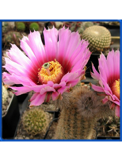 Echinocereus fitchii PP 1558