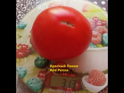 Томат Красный Пенна (Red Penna)
