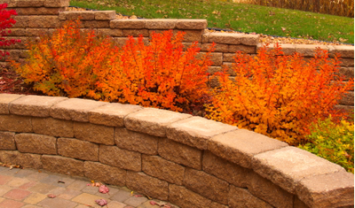 Спирея березолистная  Tor