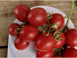 Томат Принц Боргезе (Principe Borghese, Италия)