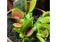 Dionaea muscipula Dentate trap