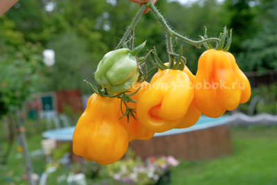 Томат Drapee (Драпированный), 10 шт