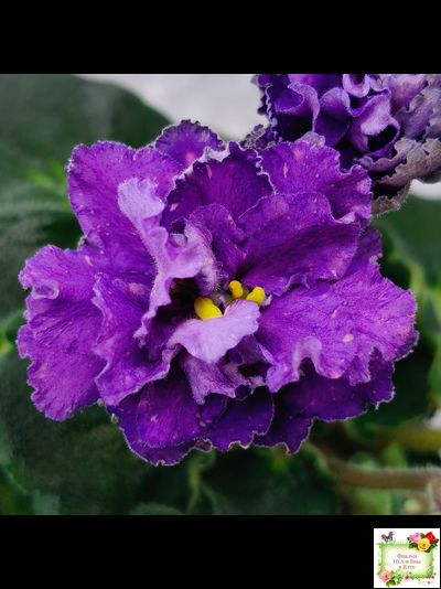 ДВ-Елена Прекрасная (Д. Лягина) 2024 г. (лист укоренённый)