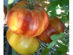 Томат Олимпийский огонь