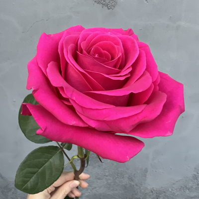 Роза Эквадор розовая