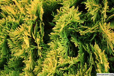 Туя Мириам - Mirjam