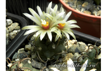 Turbinicarpus klinkerianus SB 275